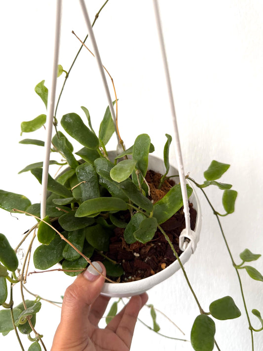 Hoya Rotundifloria (free shipping) 6 inches pot