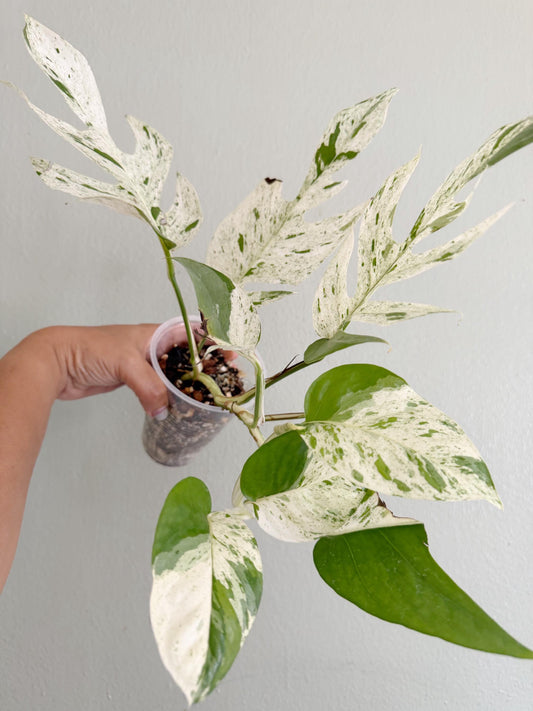 Matured Epipremnum Marble (free shipping) Exact plant