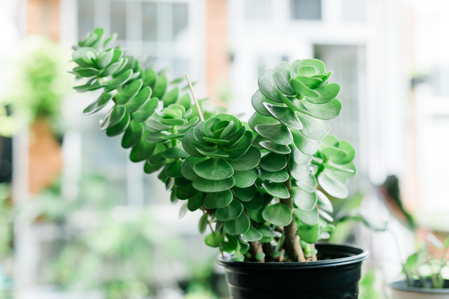 Portulaca Molokiniensis