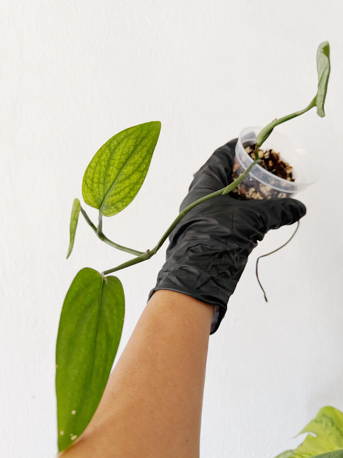 Rare Monstera Barrieri (Free Shipping)