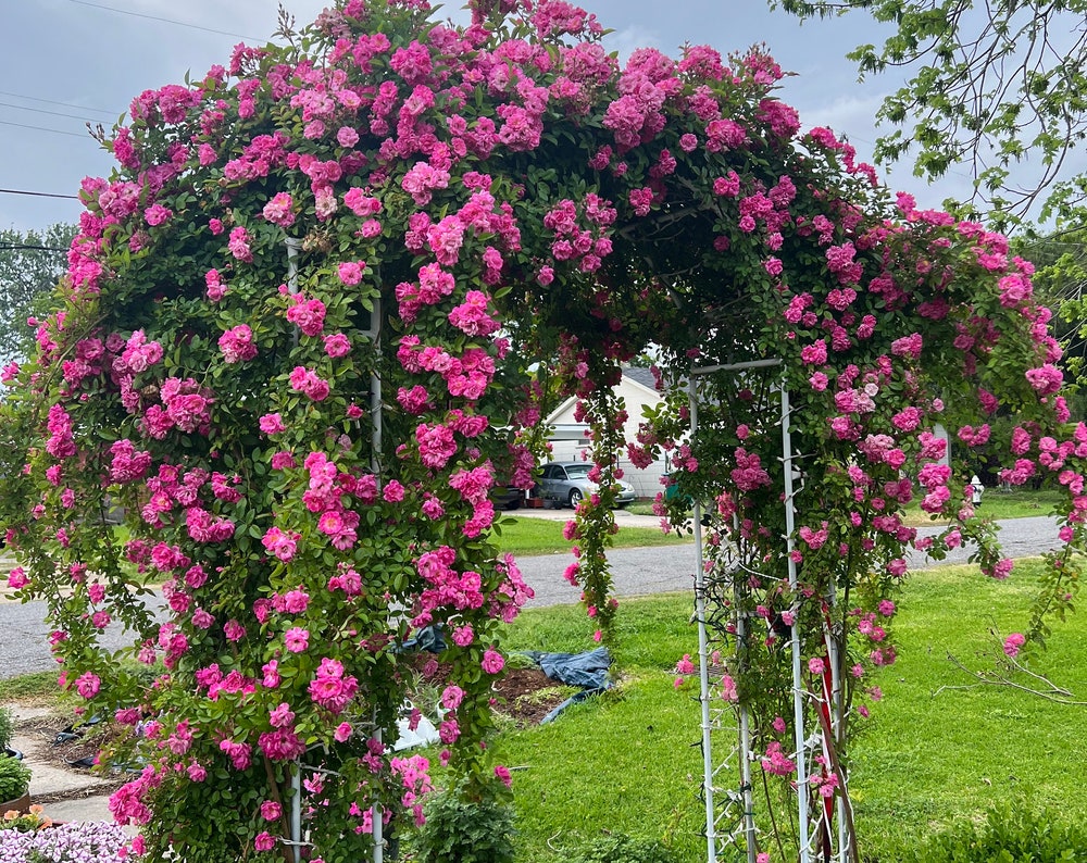 Peggy Martin Rose gallon (free shipping) fully rooted ship with pot