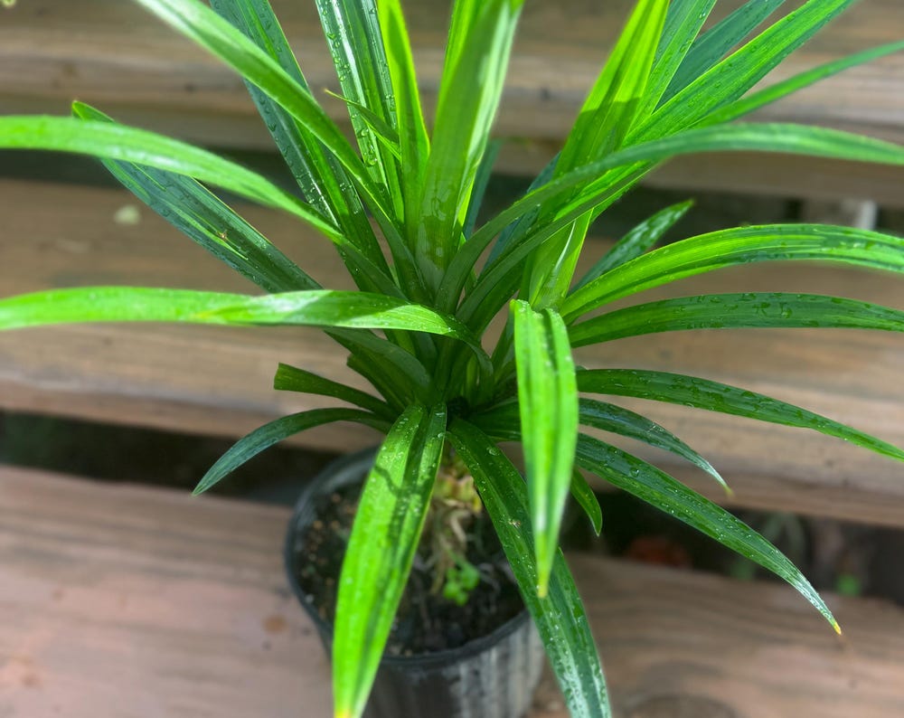 Live Pandanus amaryllifolius, Pandan, Exact plant. Very well rooted (free shipping)