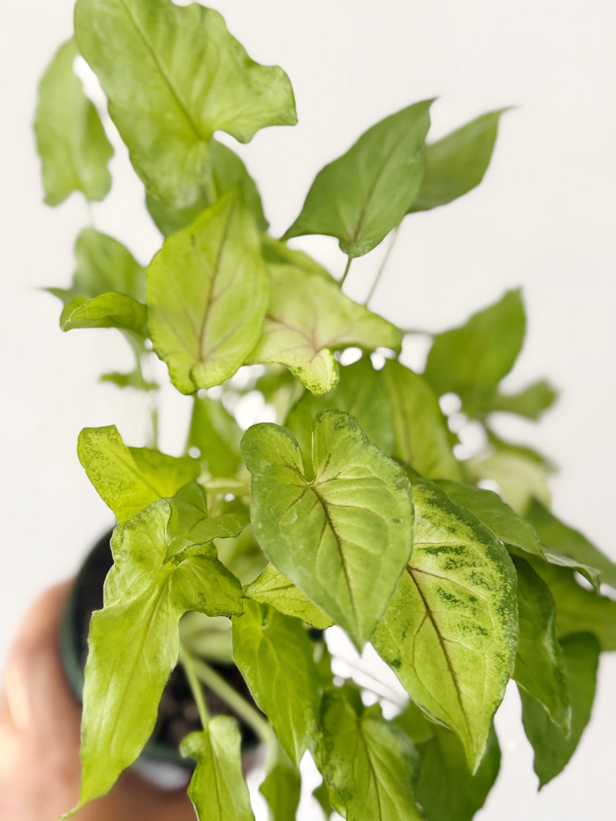 Syngonium