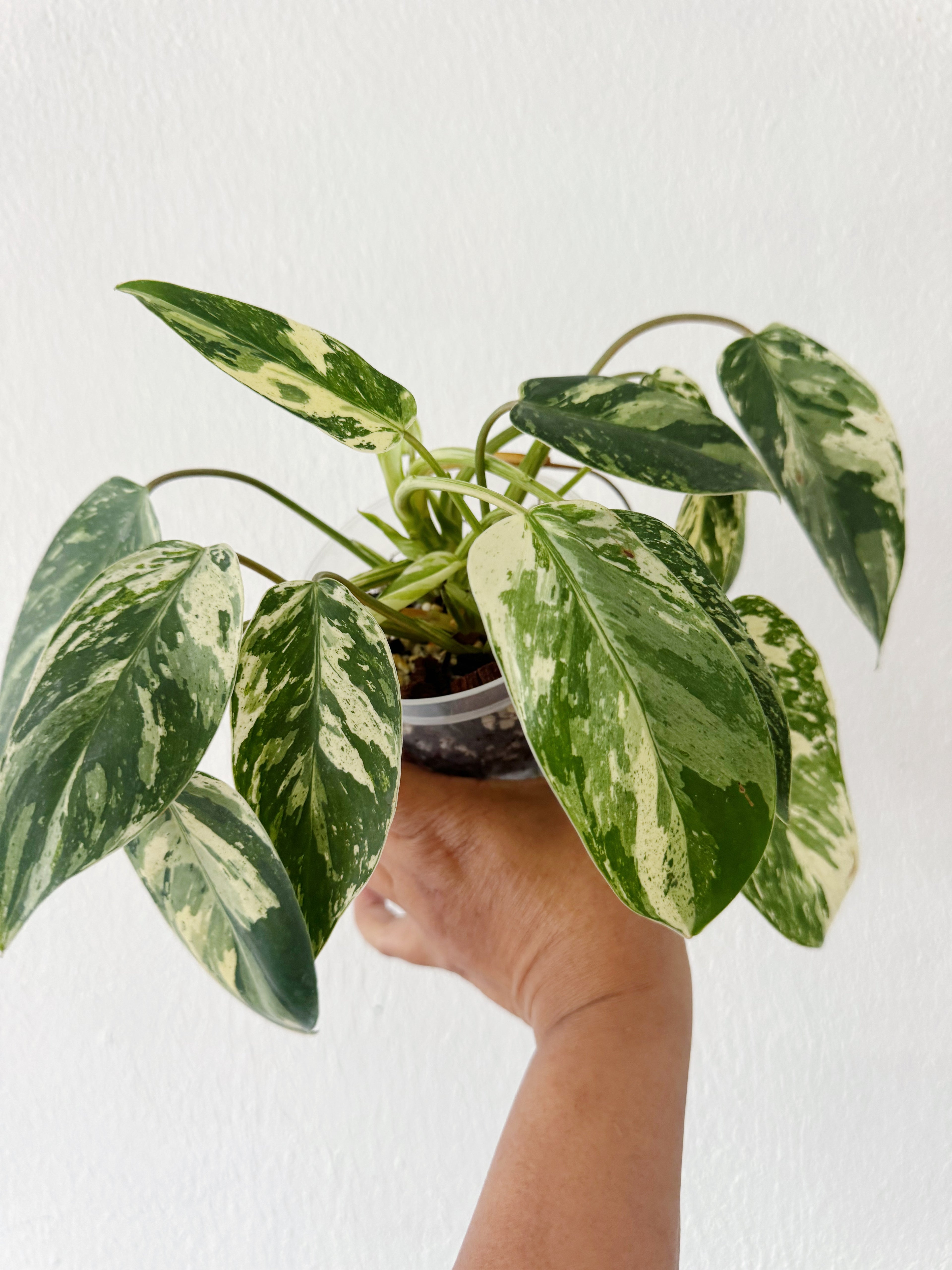 Philodendron