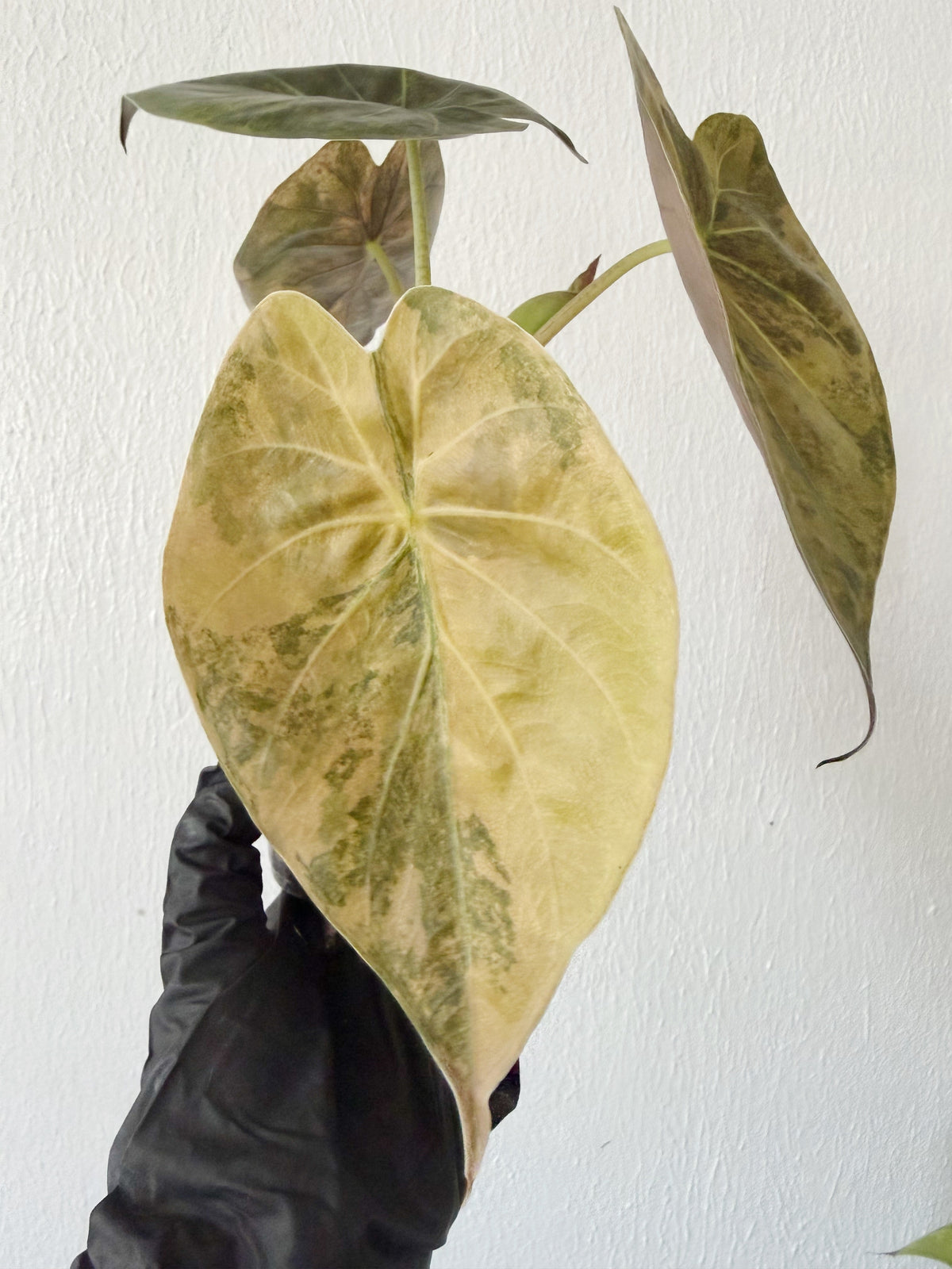 Alocasia