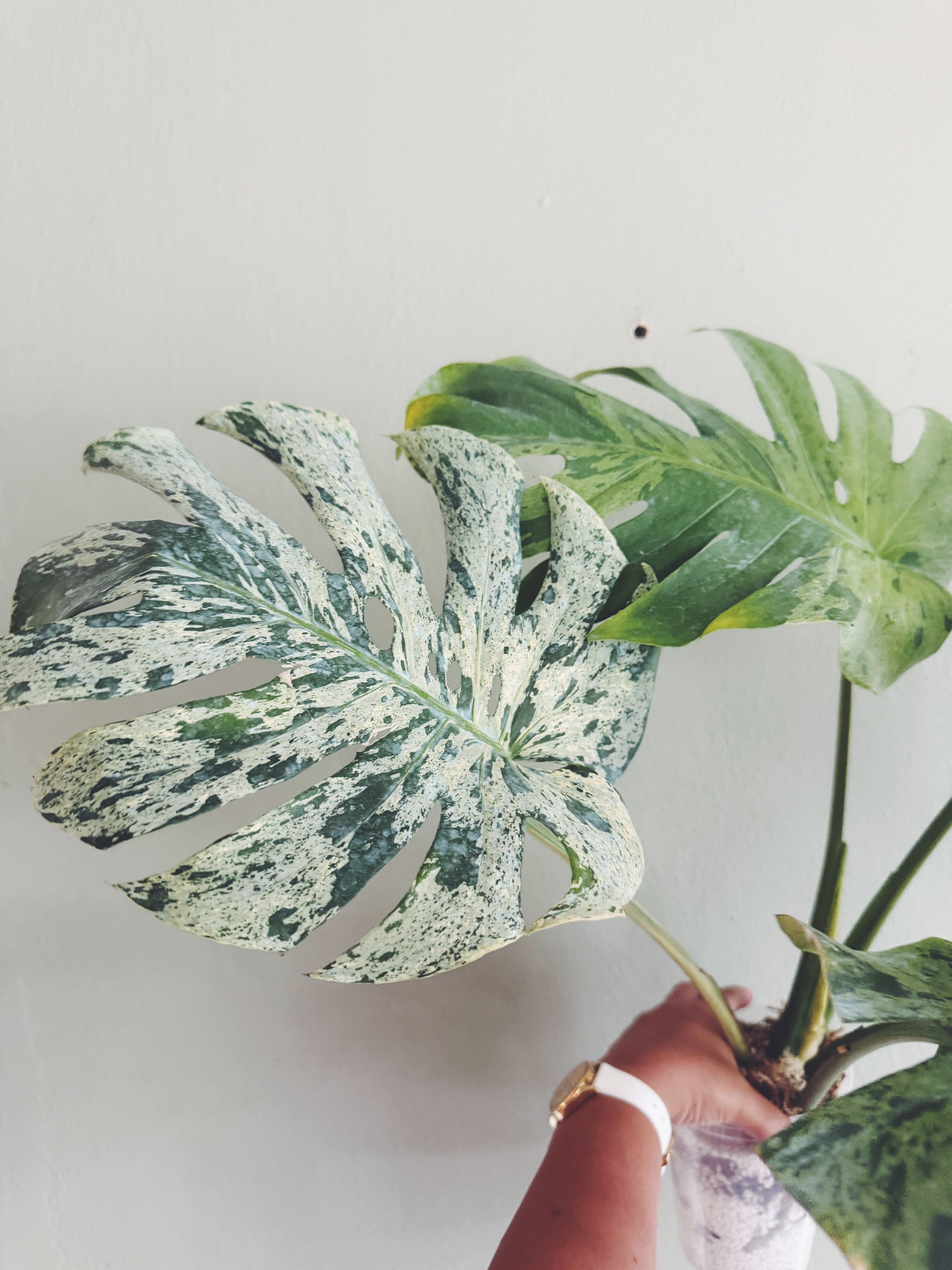 Monstera