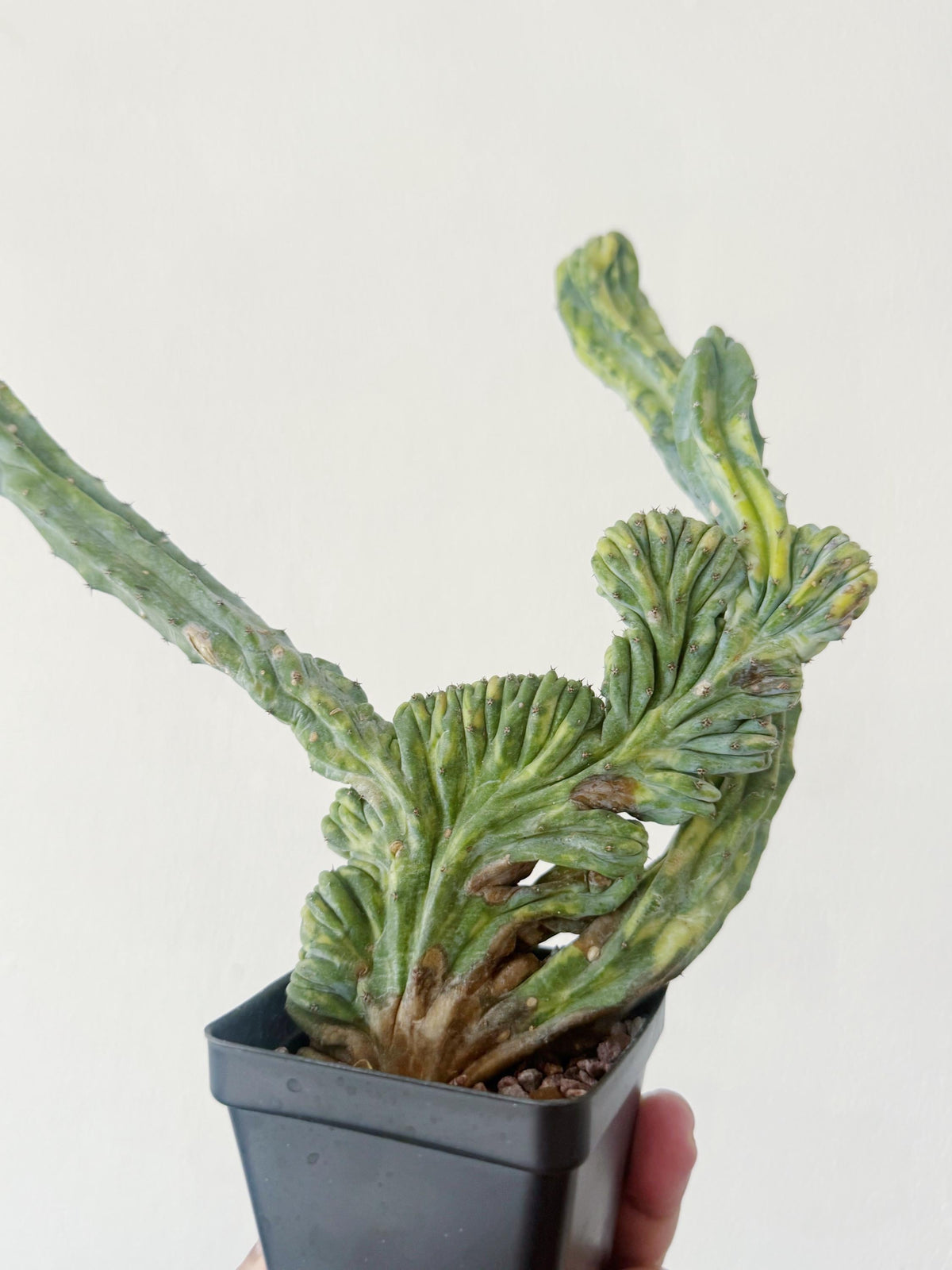 Cacti