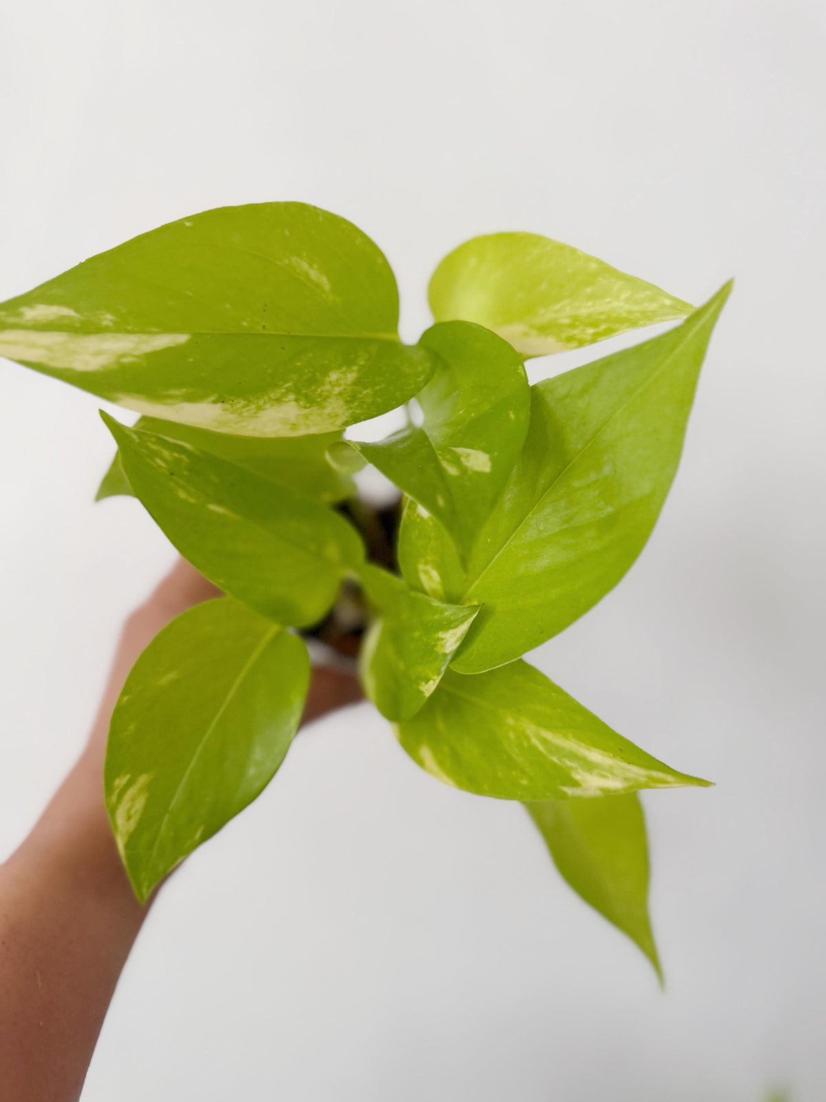 Pothos