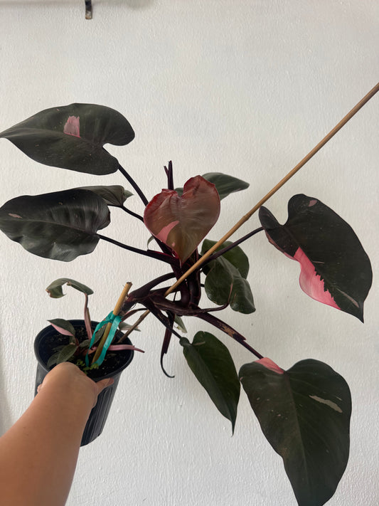 Philodendron Pink Princess 1 gal pot ( free shipping)