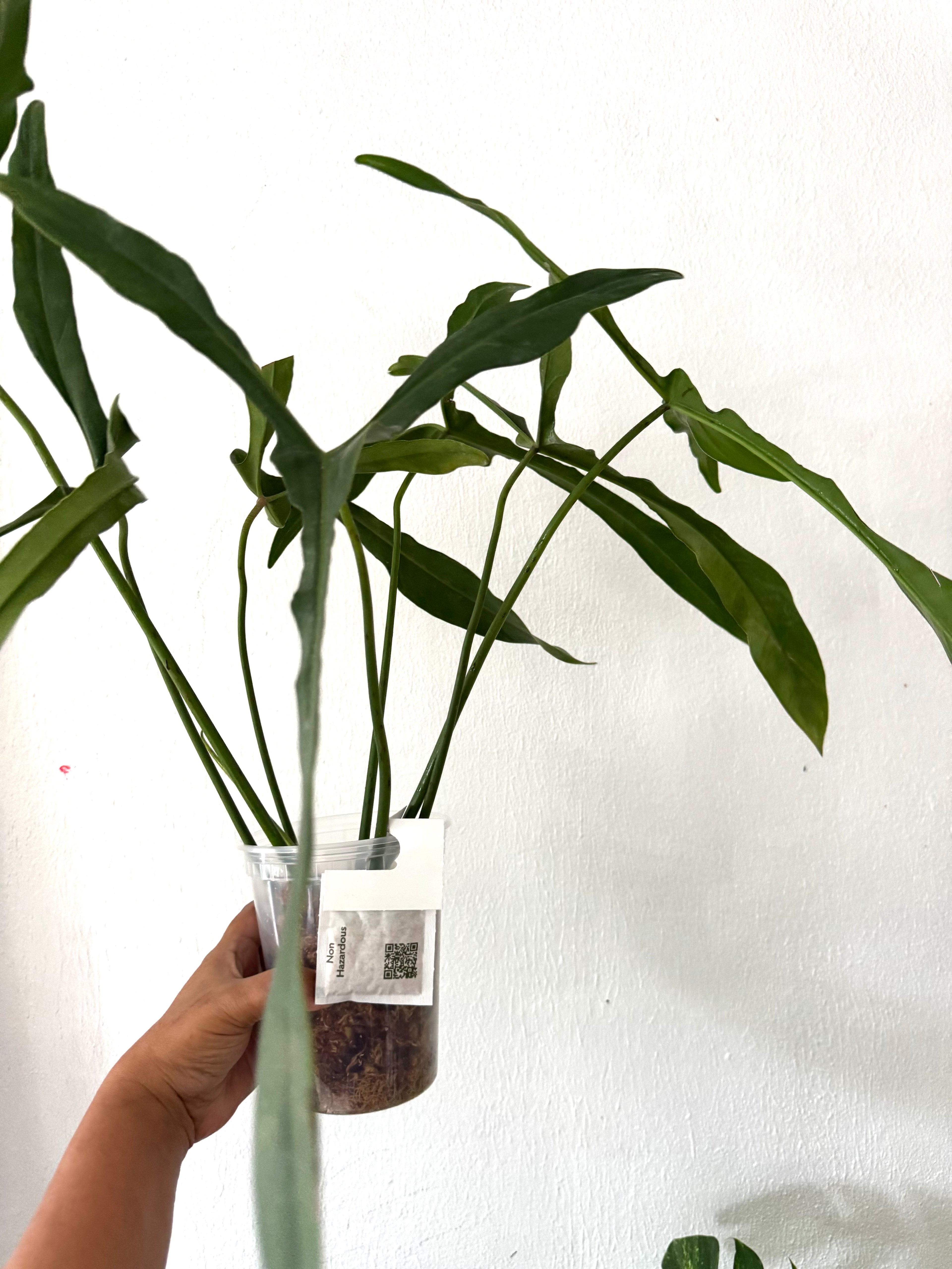 Philodendron Longilobatum “Lelano Miyano” (free shipping)
