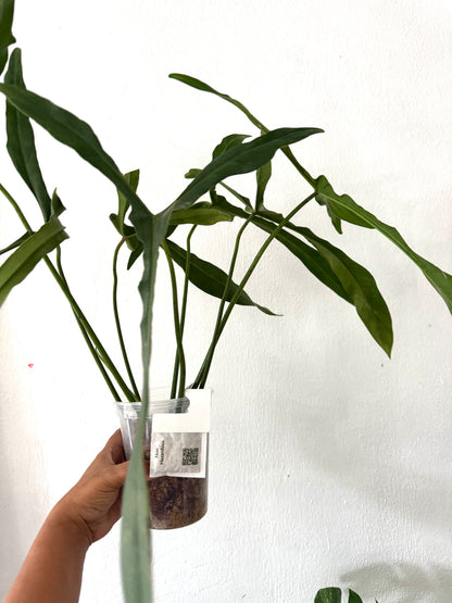 Philodendron Longilobatum “Lelano Miyano” (free shipping)