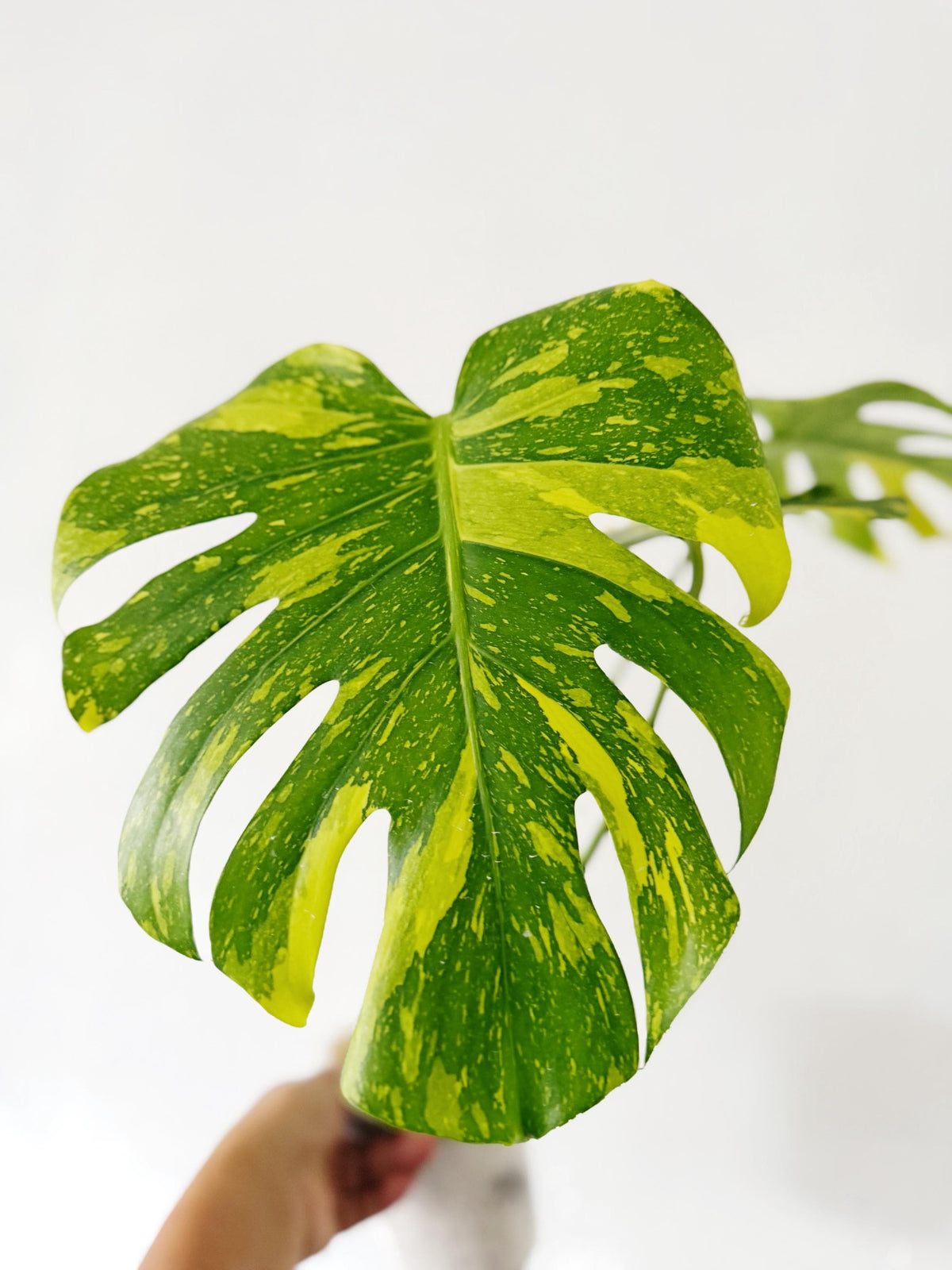 US Seller Monstera  Electrolyte (free shipping) exact plant pictured