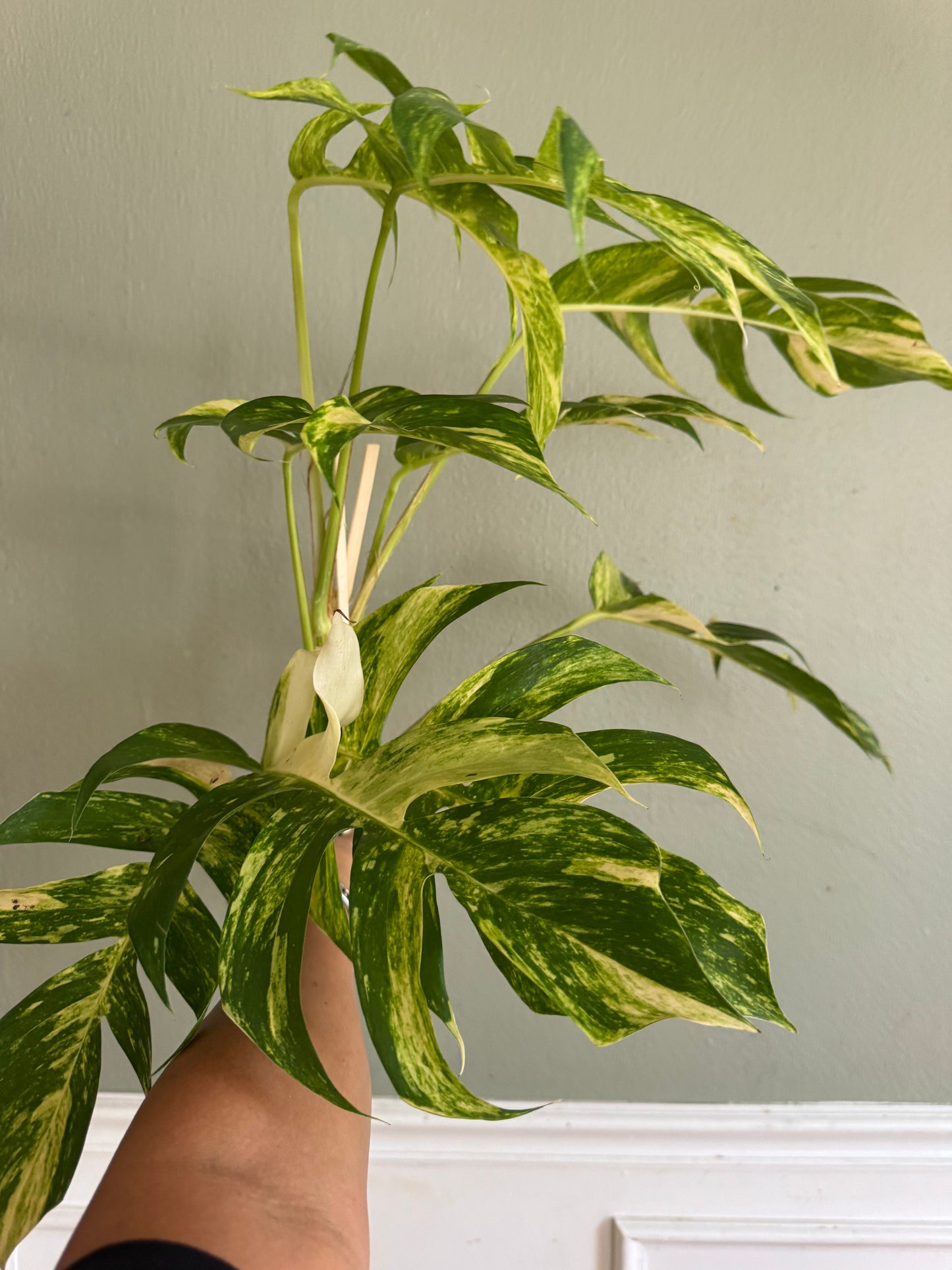 Matured Epipremnum Golden Flame