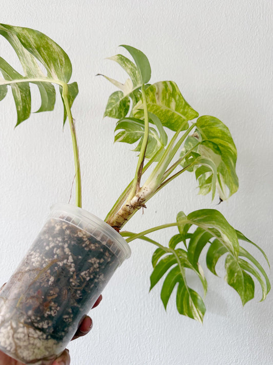 Matured Epipremnum Golden Flame (free shipping)