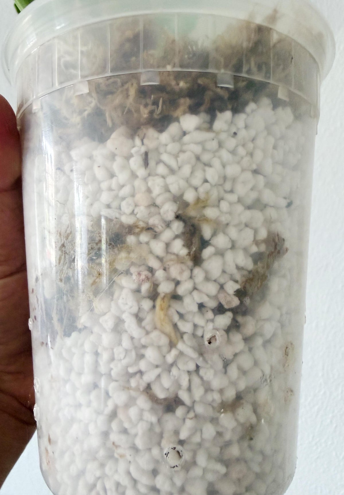 US Seller Monstera  Electrolyte (free shipping) exact plant pictured
