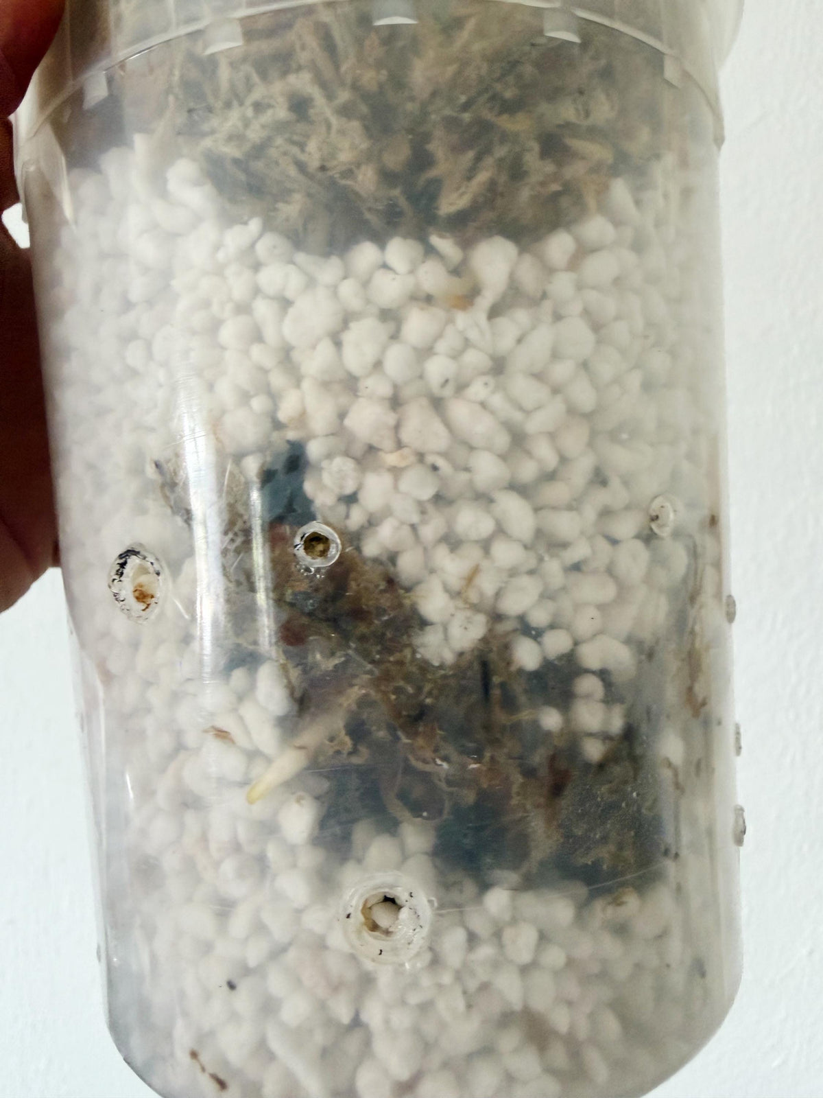 US Seller Monstera  Electrolyte (free shipping) exact plant pictured