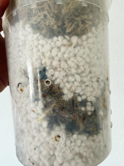 US Seller Monstera  Electrolyte (free shipping) exact plant pictured