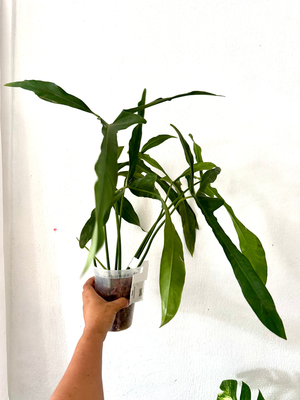 Philodendron Longilobatum “Lelano Miyano” (free shipping)