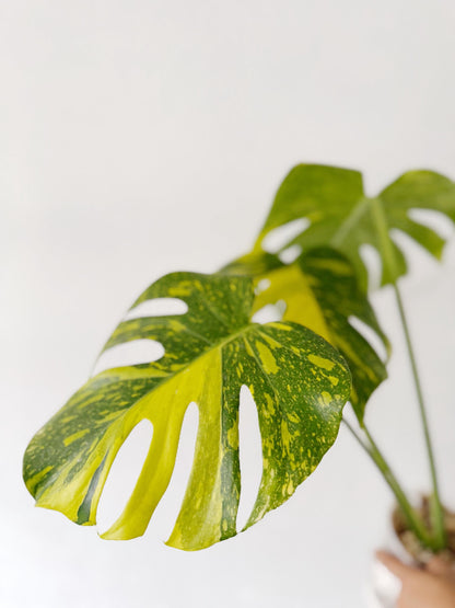 US Seller Monstera  Electrolyte (free shipping) exact plant pictured