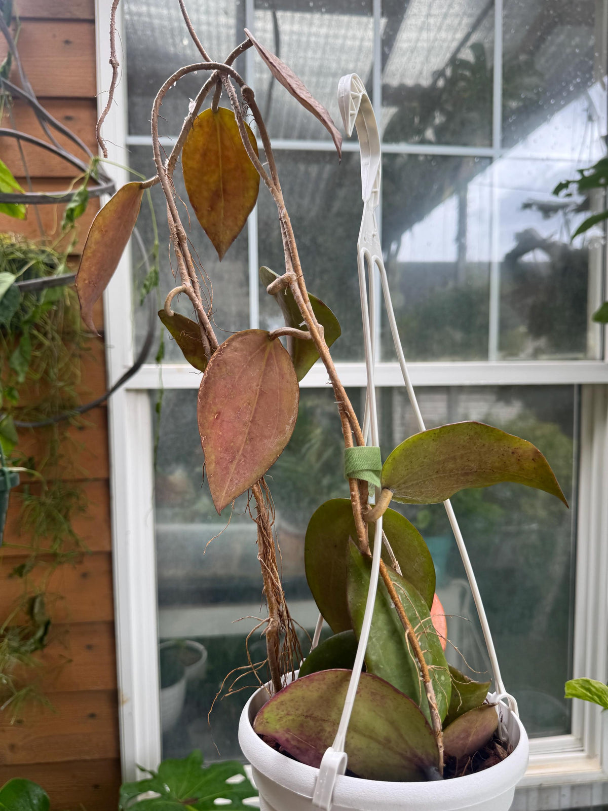 Hoya AH Black Magic (free shipping) 6 inches hanging basket