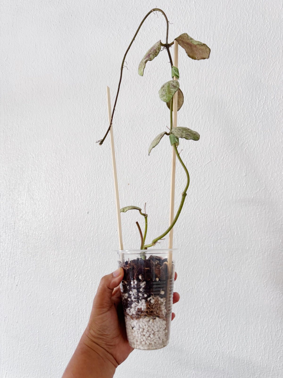 Hoya Waymaniae Silver Cloudy Sky  (free shipping)