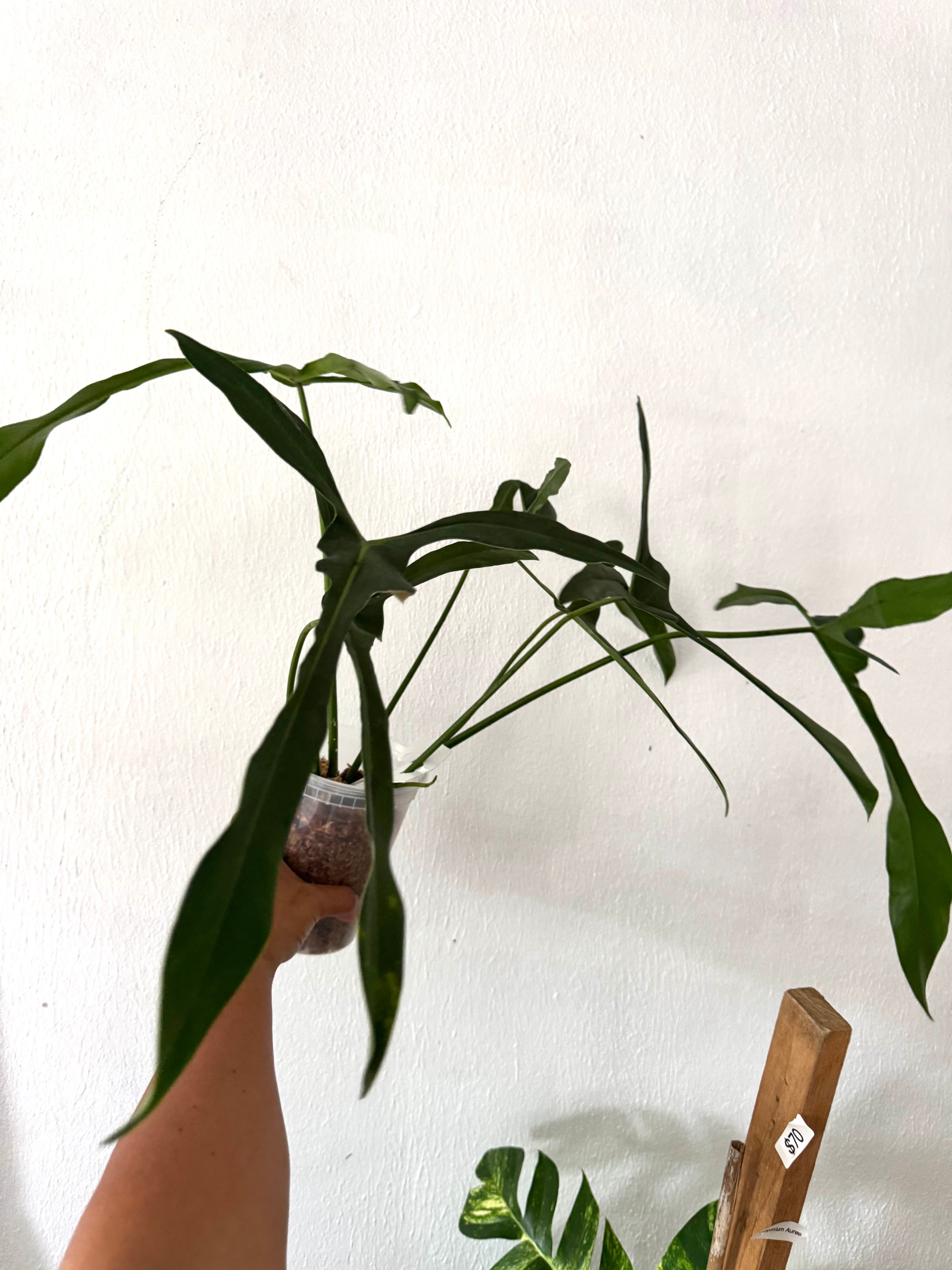 Philodendron Longilobatum “Lelano Miyano” (free shipping)