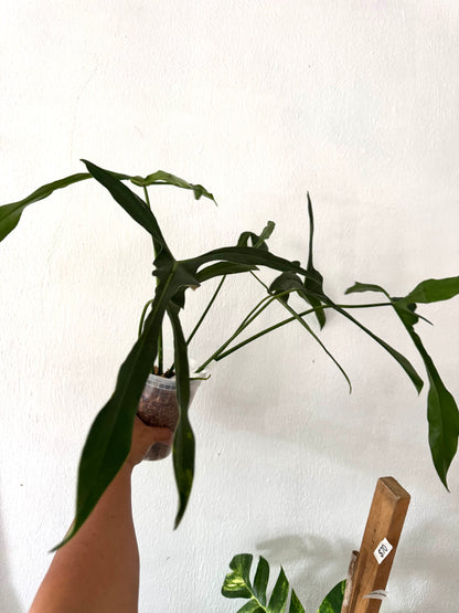 Philodendron Longilobatum “Lelano Miyano” (free shipping)