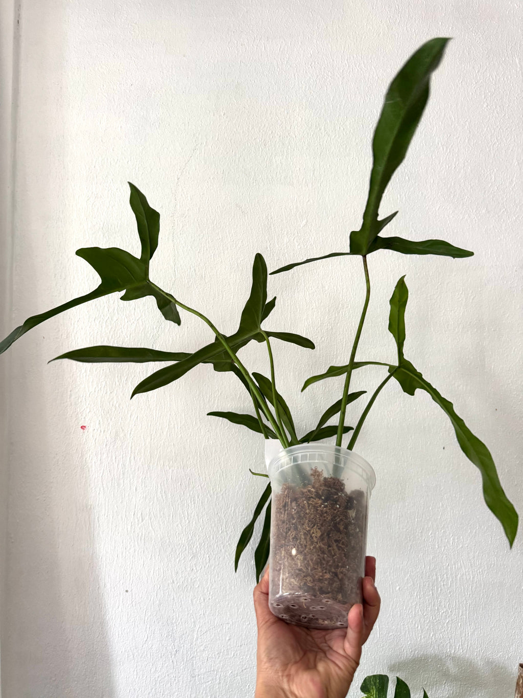 Philodendron Longilobatum “Lelano Miyano” (free shipping)
