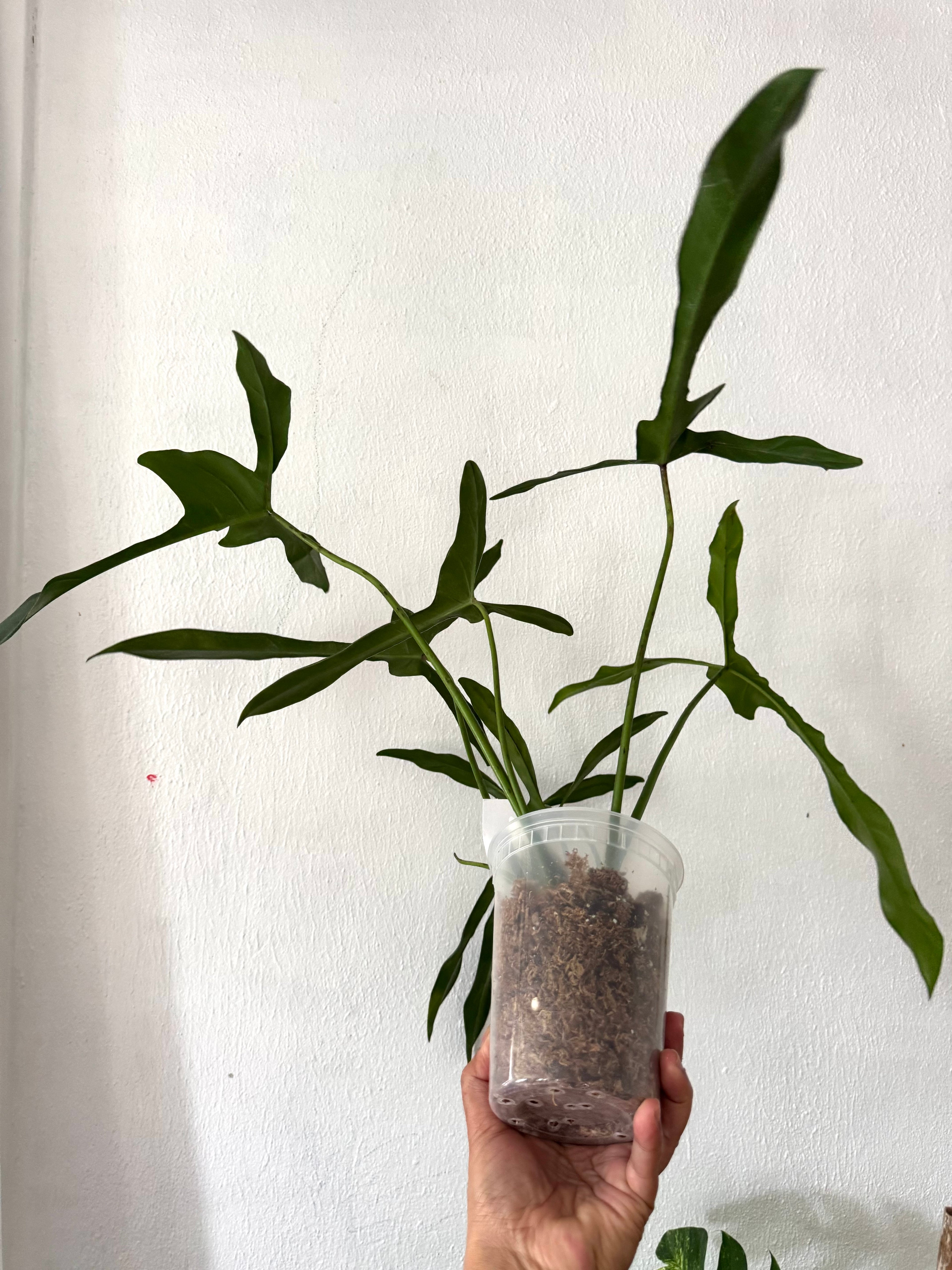 Philodendron Longilobatum “Lelano Miyano” (free shipping)