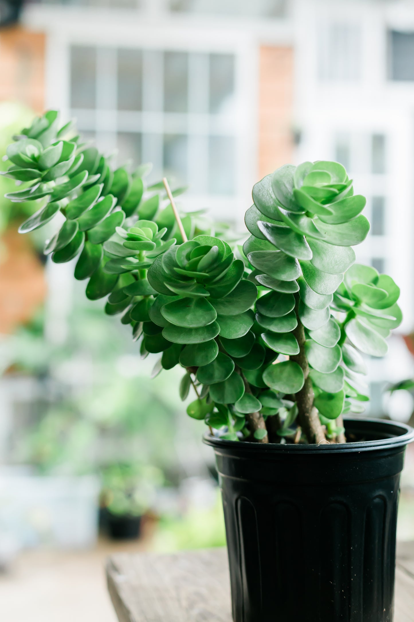 Portulaca Molokiniensis