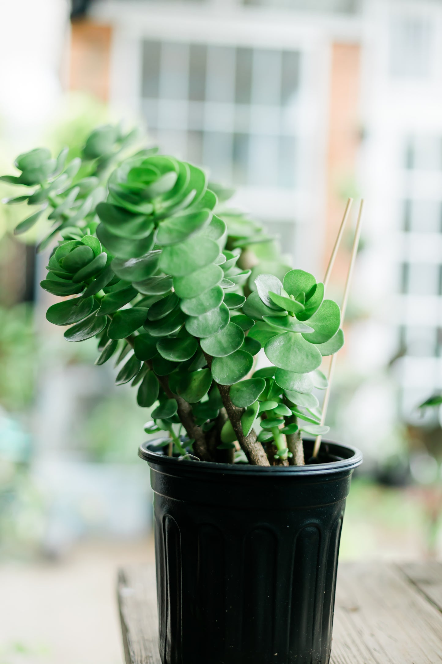 Portulaca Molokiniensis