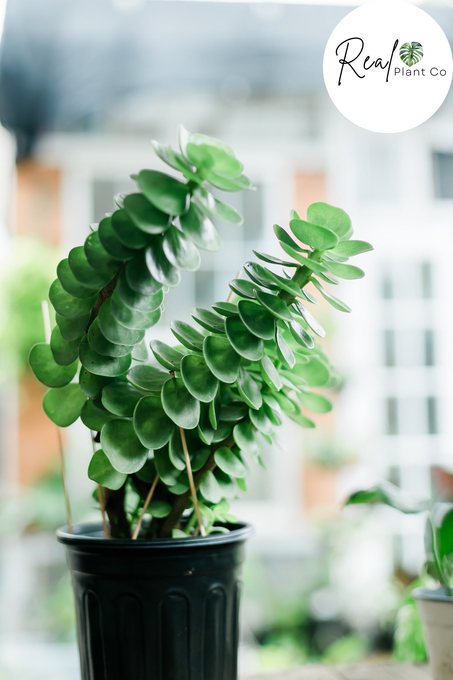 Portulaca Molokiniensis