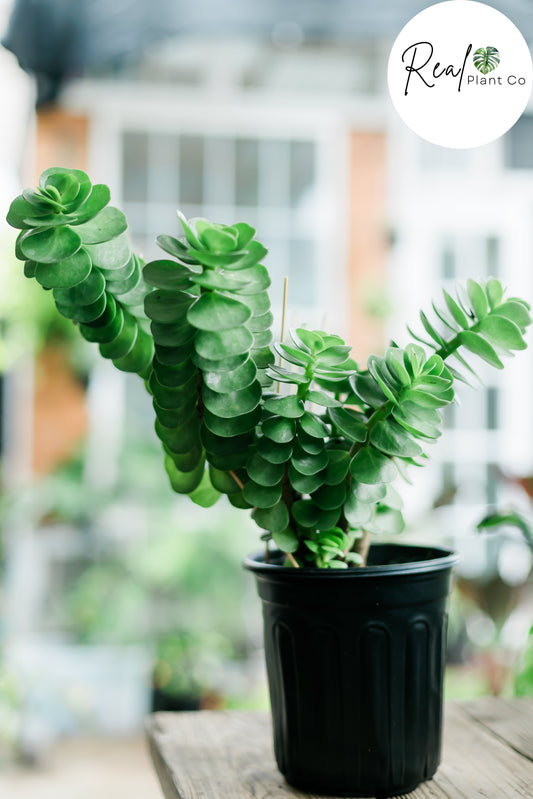 Portulaca Molokiniensis