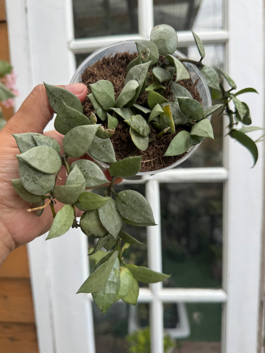 Hoya Arctic super silver 4 inches pot (free shipping)