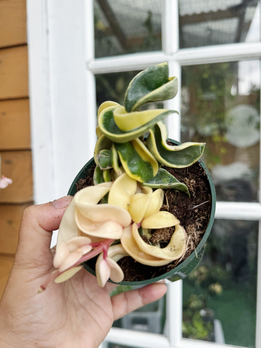 Variegated Hoya Compacta Hoya Hindu Rope (free shipping)