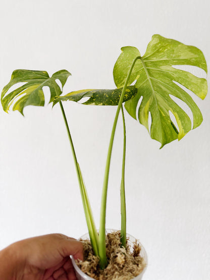 US Seller Monstera  Electrolyte (free shipping) exact plant pictured