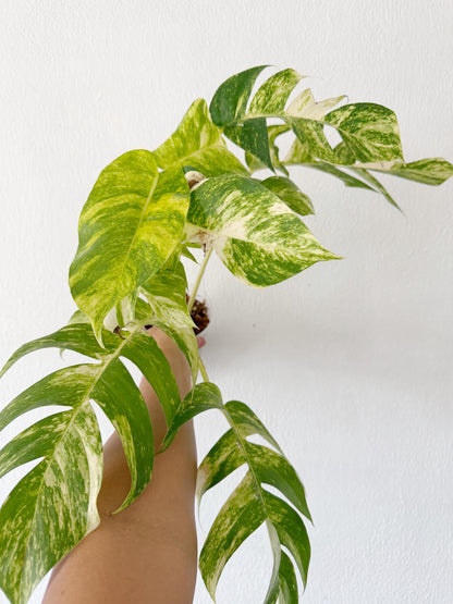 Matured Epipremnum Golden Flame (free shipping)