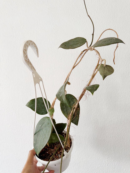 Hoya AH Black Magic (free shipping) 6 inches hanging basket