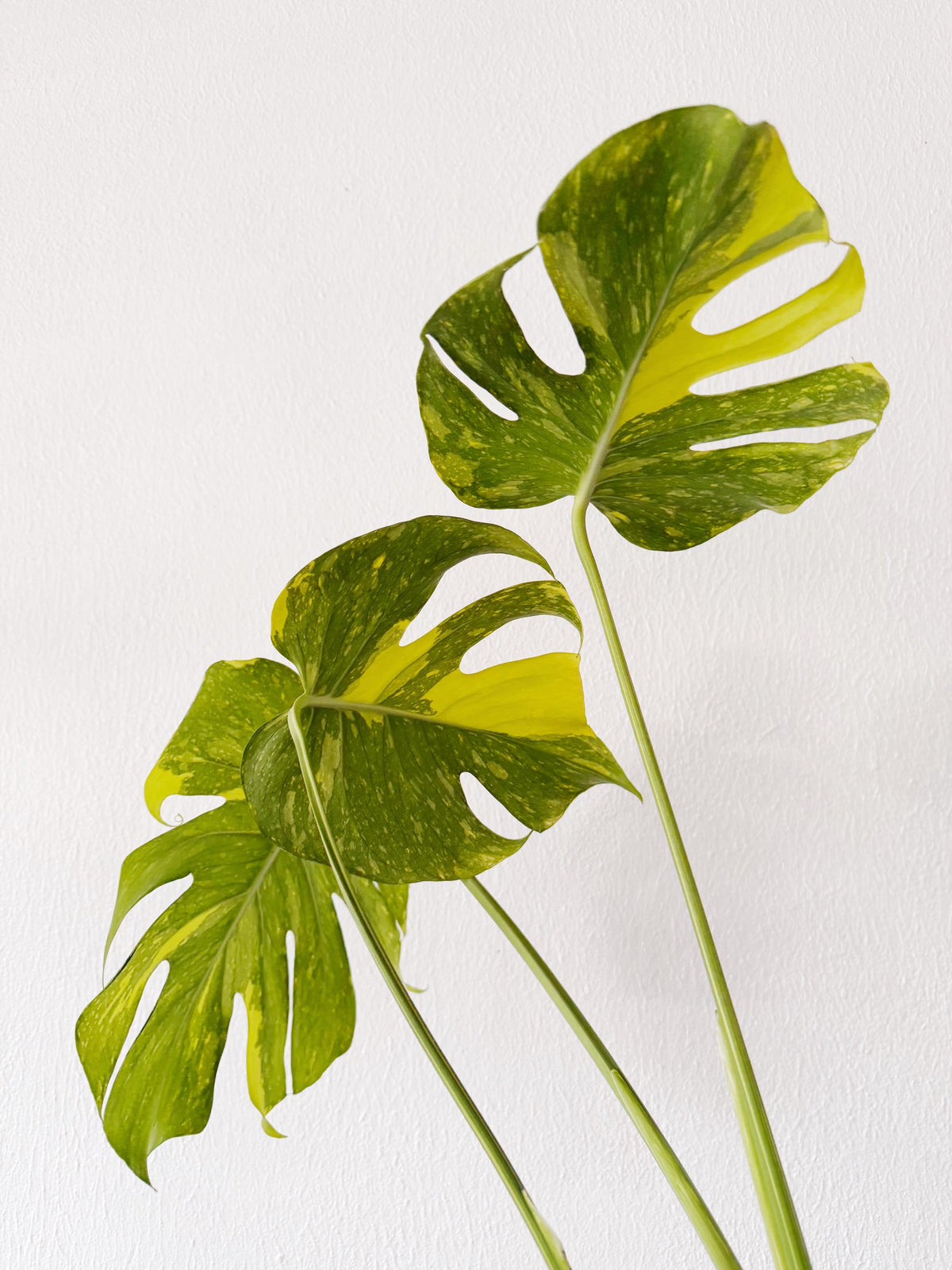 US Seller Monstera  Electrolyte (free shipping) exact plant pictured