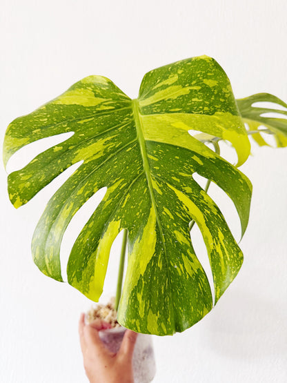US Seller Monstera  Electrolyte (free shipping) exact plant pictured