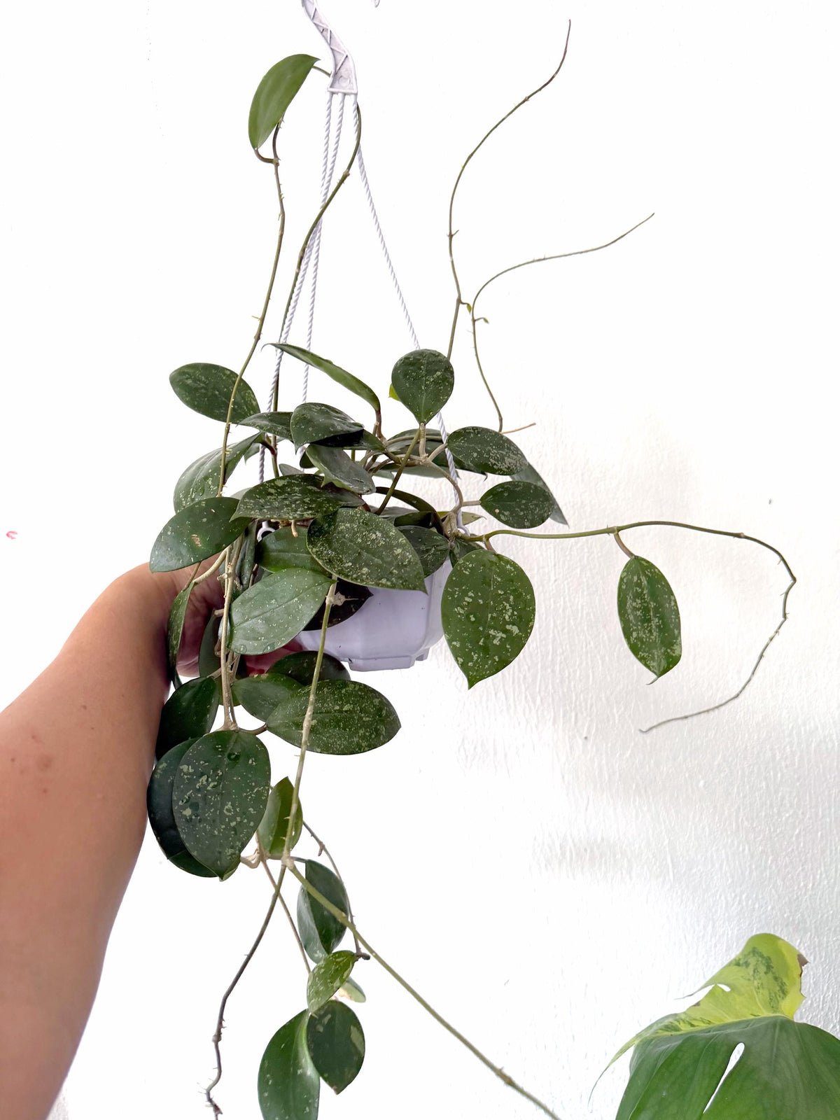 Hoya Parasitica Heart Splash (free shipping)