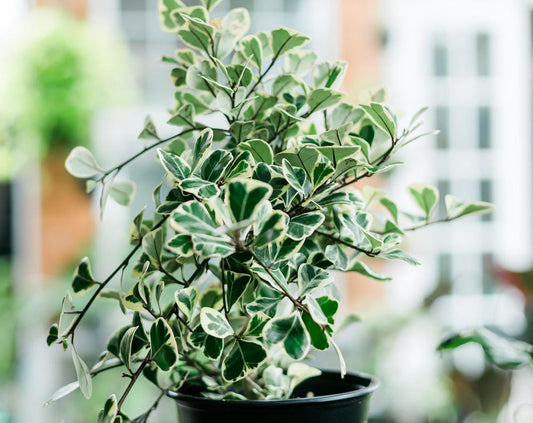 Variegated Ficus triangularis (gallon) FREE Shipping