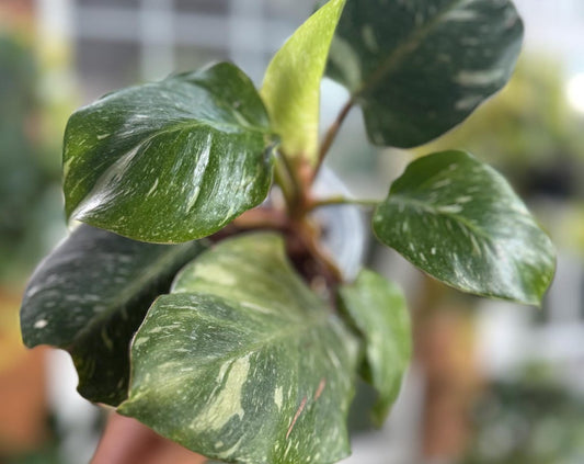 Philodendron White Knight Marble (free shipping)